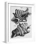 The First Book of Any Size Restricted to Molluscs; Ricreatione Dell'Occhio E Della Mente Nell'…-Filippo Buonanni-Framed Giclee Print