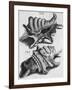 The First Book of Any Size Restricted to Molluscs; Ricreatione Dell'Occhio E Della Mente Nell'…-Filippo Buonanni-Framed Giclee Print