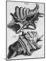 The First Book of Any Size Restricted to Molluscs; Ricreatione Dell'Occhio E Della Mente Nell'…-Filippo Buonanni-Mounted Giclee Print