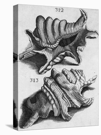 The First Book of Any Size Restricted to Molluscs; Ricreatione Dell'Occhio E Della Mente Nell'…-Filippo Buonanni-Stretched Canvas