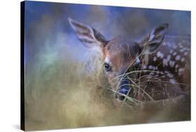 The First Fawn-Jai Johnson-Stretched Canvas