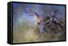 The First Fawn-Jai Johnson-Framed Stretched Canvas