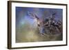 The First Fawn-Jai Johnson-Framed Giclee Print