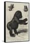 The First Gorilla Brought Alive to Europe-null-Framed Stretched Canvas