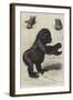 The First Gorilla Brought Alive to Europe-null-Framed Giclee Print