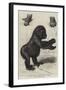 The First Gorilla Brought Alive to Europe-null-Framed Giclee Print