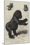 The First Gorilla Brought Alive to Europe-null-Mounted Giclee Print