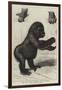 The First Gorilla Brought Alive to Europe-null-Framed Premium Giclee Print