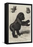 The First Gorilla Brought Alive to Europe-null-Framed Stretched Canvas