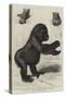 The First Gorilla Brought Alive to Europe-null-Stretched Canvas