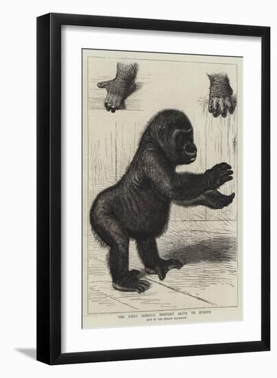 The First Gorilla Brought Alive to Europe-null-Framed Premium Giclee Print