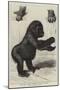 The First Gorilla Brought Alive to Europe-null-Mounted Premium Giclee Print