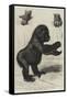 The First Gorilla Brought Alive to Europe-null-Framed Stretched Canvas