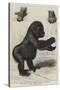 The First Gorilla Brought Alive to Europe-null-Stretched Canvas