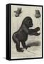 The First Gorilla Brought Alive to Europe-null-Framed Stretched Canvas