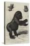 The First Gorilla Brought Alive to Europe-null-Stretched Canvas