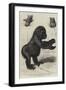 The First Gorilla Brought Alive to Europe-null-Framed Giclee Print