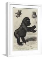 The First Gorilla Brought Alive to Europe-null-Framed Giclee Print