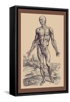 The First Plate of the Muscles-Andreas Vesalius-Framed Stretched Canvas