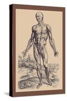 The First Plate of the Muscles-Andreas Vesalius-Stretched Canvas