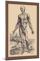 The First Plate of the Muscles-Andreas Vesalius-Mounted Art Print