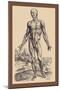 The First Plate of the Muscles-Andreas Vesalius-Mounted Art Print