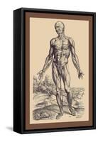 The First Plate of the Muscles-Andreas Vesalius-Framed Stretched Canvas