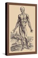 The First Plate of the Muscles-Andreas Vesalius-Stretched Canvas
