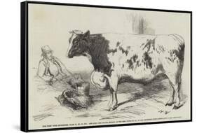 The First Prize Shorthorn-Harrison William Weir-Framed Stretched Canvas