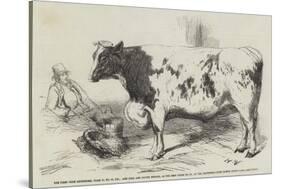 The First Prize Shorthorn-Harrison William Weir-Stretched Canvas