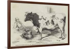 The First Prize Shorthorn-Harrison William Weir-Framed Giclee Print