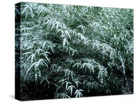 The First Snow Covers Bamboo, Nikko, Tochigi, Japan-null-Stretched Canvas