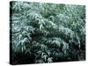 The First Snow Covers Bamboo, Nikko, Tochigi, Japan-null-Stretched Canvas