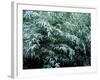 The First Snow Covers Bamboo, Nikko, Tochigi, Japan-null-Framed Photographic Print