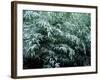 The First Snow Covers Bamboo, Nikko, Tochigi, Japan-null-Framed Photographic Print