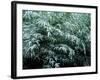 The First Snow Covers Bamboo, Nikko, Tochigi, Japan-null-Framed Photographic Print