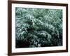 The First Snow Covers Bamboo, Nikko, Tochigi, Japan-null-Framed Photographic Print