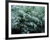 The First Snow Covers Bamboo, Nikko, Tochigi, Japan-null-Framed Photographic Print