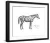 The First Study of Warrior-Sir Alfred Munnings-Framed Premium Giclee Print