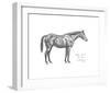 The First Study of Warrior-Sir Alfred Munnings-Framed Premium Giclee Print