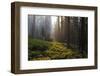 The First Sunlight on a Clearing, California, King's Canyon-Marco Isler-Framed Photographic Print