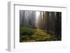 The First Sunlight on a Clearing, California, King's Canyon-Marco Isler-Framed Photographic Print