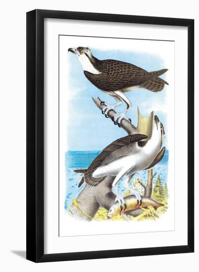 The Fish Hawk-Theodore Jasper-Framed Art Print