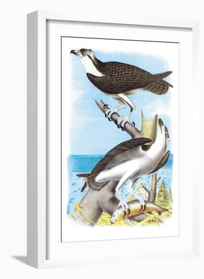 The Fish Hawk-Theodore Jasper-Framed Art Print