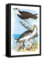 The Fish Hawk-Theodore Jasper-Framed Stretched Canvas