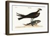 The Fishing Hawk, 1749-73-Mark Catesby-Framed Giclee Print