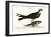 The Fishing Hawk, 1749-73-Mark Catesby-Framed Giclee Print