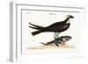 The Fishing Hawk, 1749-73-Mark Catesby-Framed Giclee Print