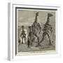 The Five Fossil Iguanodons in the Bernissart Gallery of the Natural History Museum at Brussels-null-Framed Giclee Print