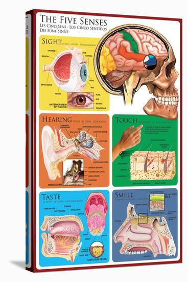The Five Senses-null-Stretched Canvas